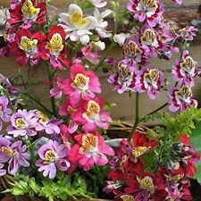 Schizanthus angel wings for sale  GAINSBOROUGH