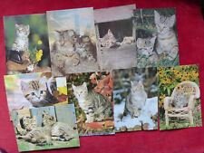 Katzen postkarten 110 gebraucht kaufen  Oberursel (Taunus)