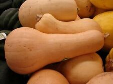 Butternut squash plug for sale  SPILSBY