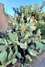 Grand plant cactus d'occasion  La Valette-du-Var