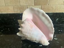 Large conch shell for sale  DARLINGTON