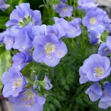 Polemonium caeruleum northern for sale  WALLINGFORD