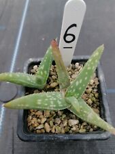Aloe propagated old for sale  REDRUTH