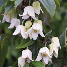 Clematis climbing winter for sale  IPSWICH