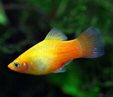 platy fish for sale  CREDITON