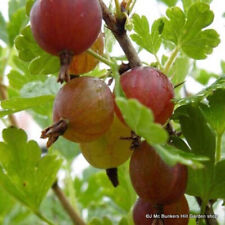 Gooseberry hinnonmaki red for sale  KIDLINGTON