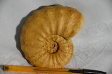 Ammonite calycoceras vergonsen d'occasion  Pont-à-Mousson