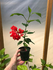 Ibisco cinese hibiscus usato  Valmacca