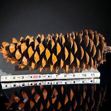 Sugar Pine Cone Large 12”  for sale  Shipping to South Africa