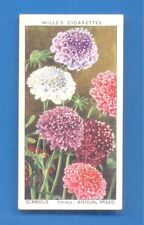 Garden flowers. .42.scabious.w for sale  Shipping to Ireland