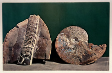 Cretaceous ammonites baculite for sale  Elverson
