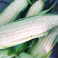 Silver queen corn for sale  Tarpon Springs