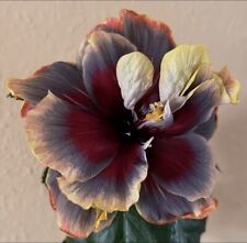 hibiskus rosa sinensis gebraucht kaufen  Görlitz-Umland