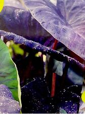 Colocasia ‘Black Coral’  (1) Bulb~Elephant Ear Alocasia Taro for sale  Shipping to South Africa
