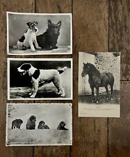 Photo cards animals d'occasion  Expédié en Belgium