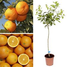 Orange tree plant for sale  LIVERPOOL