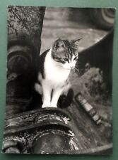 Photo argentique chat d'occasion  Paris XVIII