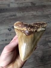 Megalodon zahn fossil gebraucht kaufen  Castrop-Rauxel