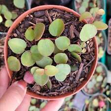 Peperomia ruby cascade for sale  Morgan Hill