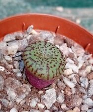 conophytum for sale  CHESTER