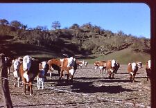cows hereford herd for sale  Fort Collins