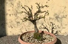 piante bonsai usato  Castiglione D Orcia