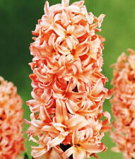 Orange hyacinth bulbs for sale  USA