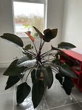 Huge philodendron red for sale  STOCKPORT