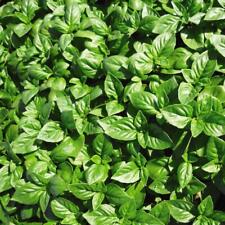 Basil seeds herb for sale  IPSWICH