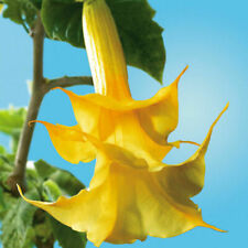 Brugmansia sp. 'Yellow'  Angel's Trumpet 10 seeds for sale  Shipping to South Africa