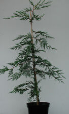 leylandii segunda mano leylandii segunda mano Amposta