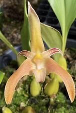 Bulbophyllum polystictum rare for sale  Pullman