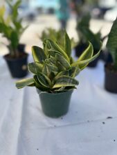 Snake plant sansevieria for sale  Tampa