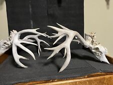 whitetail deer skull for sale  Brandon