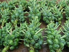 Brussel sprouts catskill for sale  Berwyn