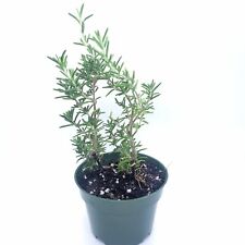 Rosemary live plant for sale  Winnetka
