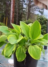 3 HOSTAS GOLDEN TIARA VARIEGATED FOLIAGE PERENNIAL SHADE PLANTS DIVISION  for sale  Shipping to South Africa