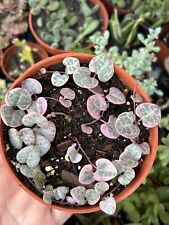 Used, 4” Variegated Ceropegia woodii ‘String of Hearts’ Succulent for sale  Shipping to South Africa