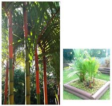 Pentola semi-pianta Palma sigillo VERNICE-Palma piante-semi buona semi balcone aiuole usato  Spedire a Italy
