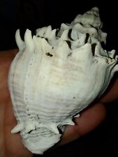 Fossilized Florida melongena shell, used for sale  Shipping to South Africa