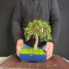 Bonsai shoin olmo usato  San Pancrazio Salentino