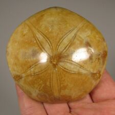2.9 polished fossil for sale  Acworth