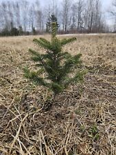 Balsam fir christmas for sale  Van Buren