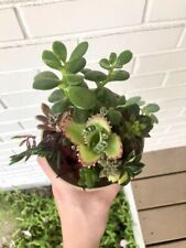 Live succulent cacti for sale  Willow Spring
