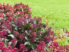 Skimmia japonica rubella gebraucht kaufen  Eslohe