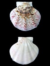 Pectinidae flexopecten glaber usato  Roma