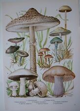 Mushroom botanical illustratio for sale  BIRKENHEAD