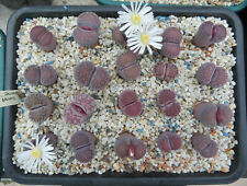 Lithops salicola sato for sale  SIDMOUTH