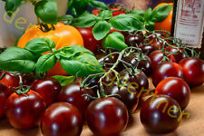 Tomate rosella aromabömbchen gebraucht kaufen  Homberg (Efze)