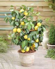 Citrus lemon toscane for sale  SOUTHAMPTON